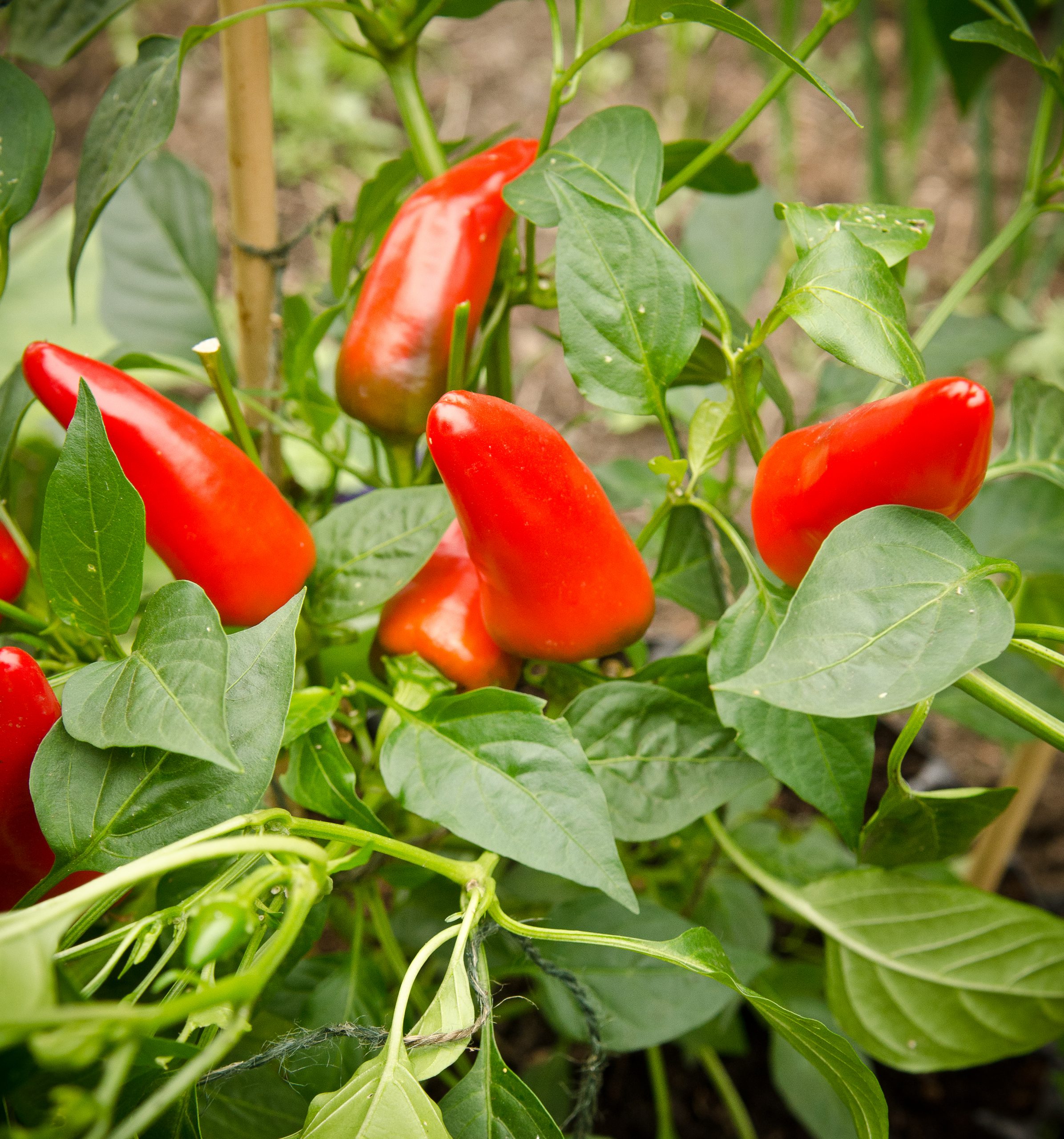 Air-Pot Garden - Medium