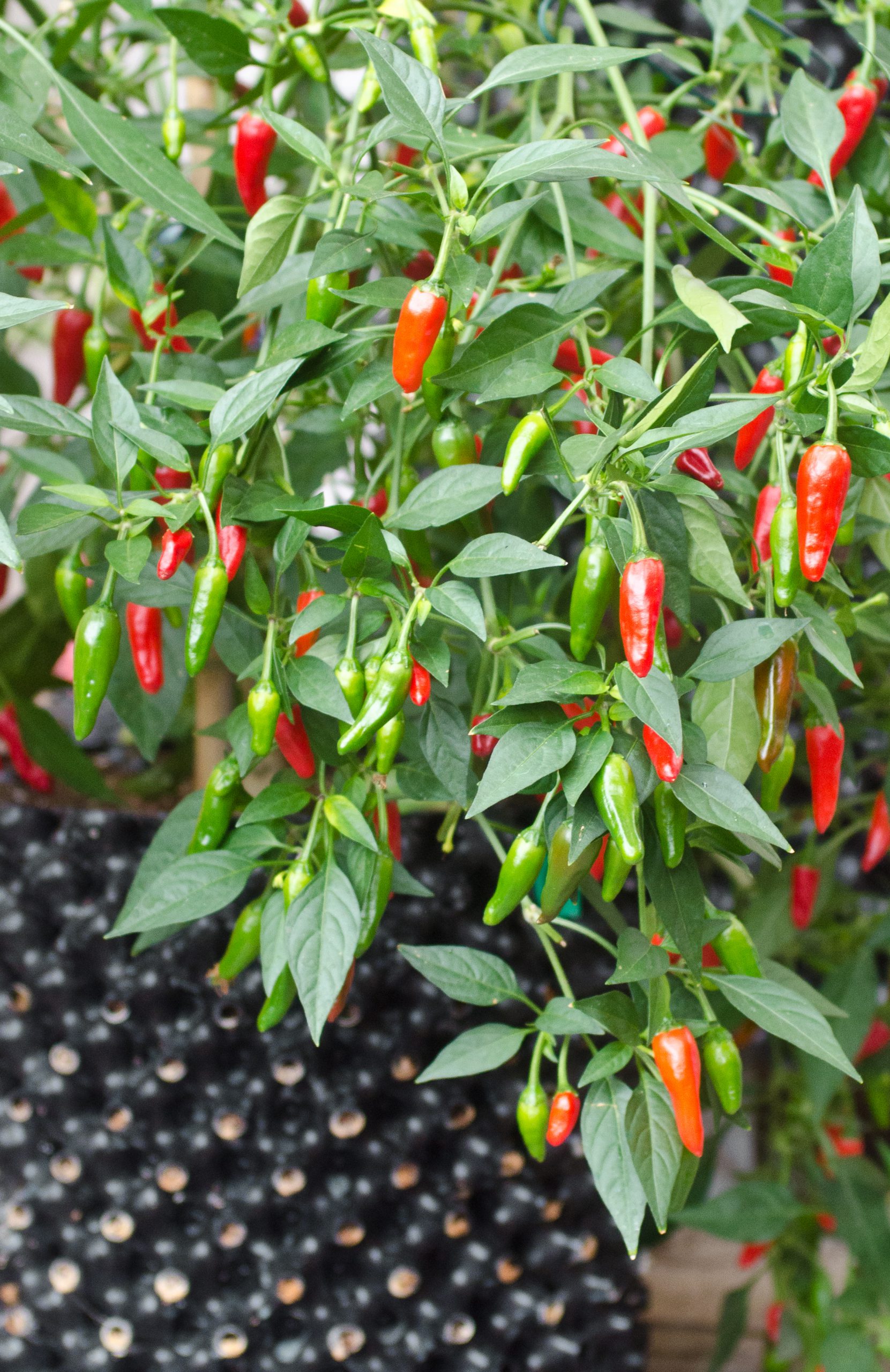 Air-Pot Garden - Medium