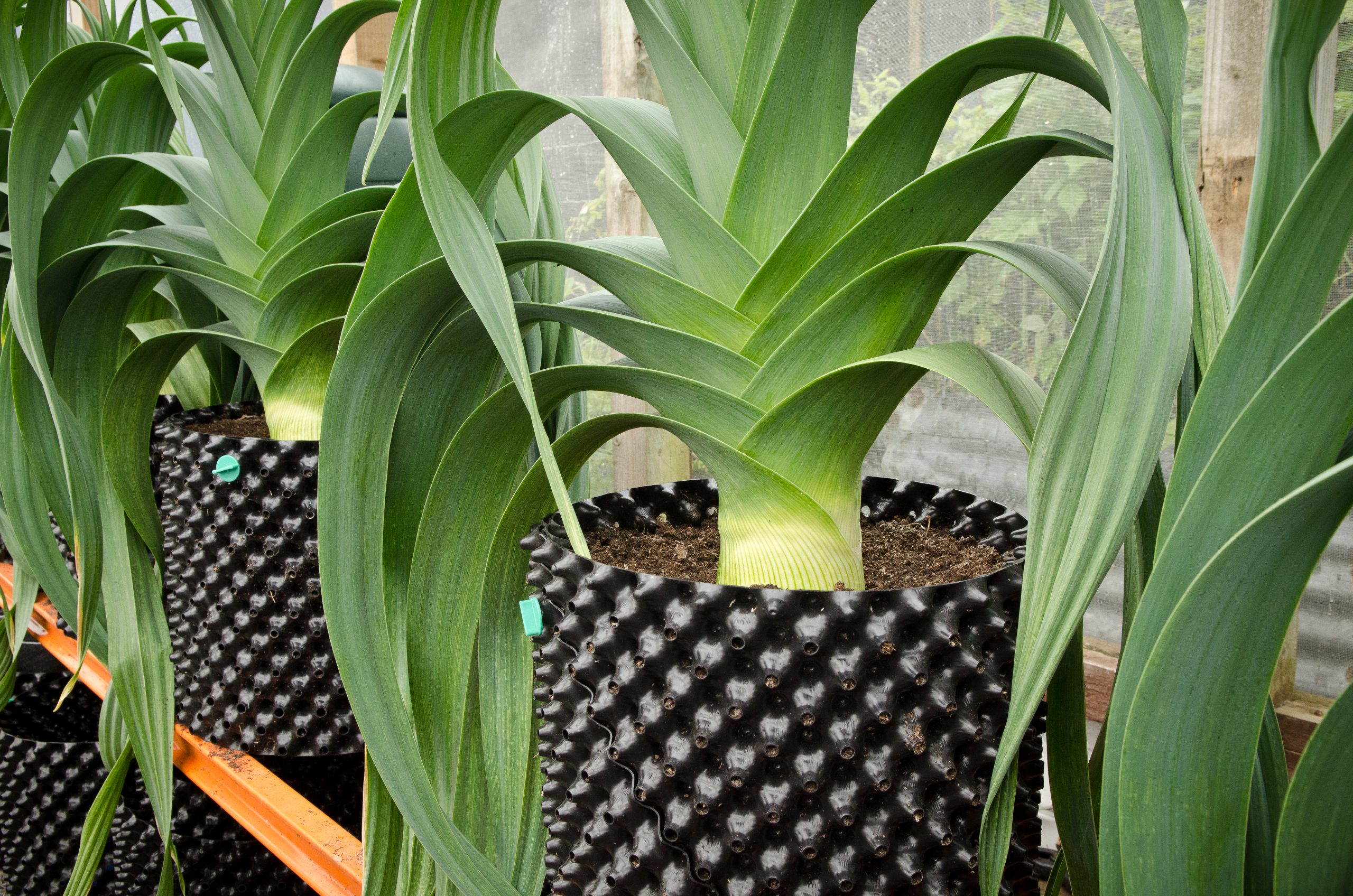 Air-Pot Garden - Extra Large