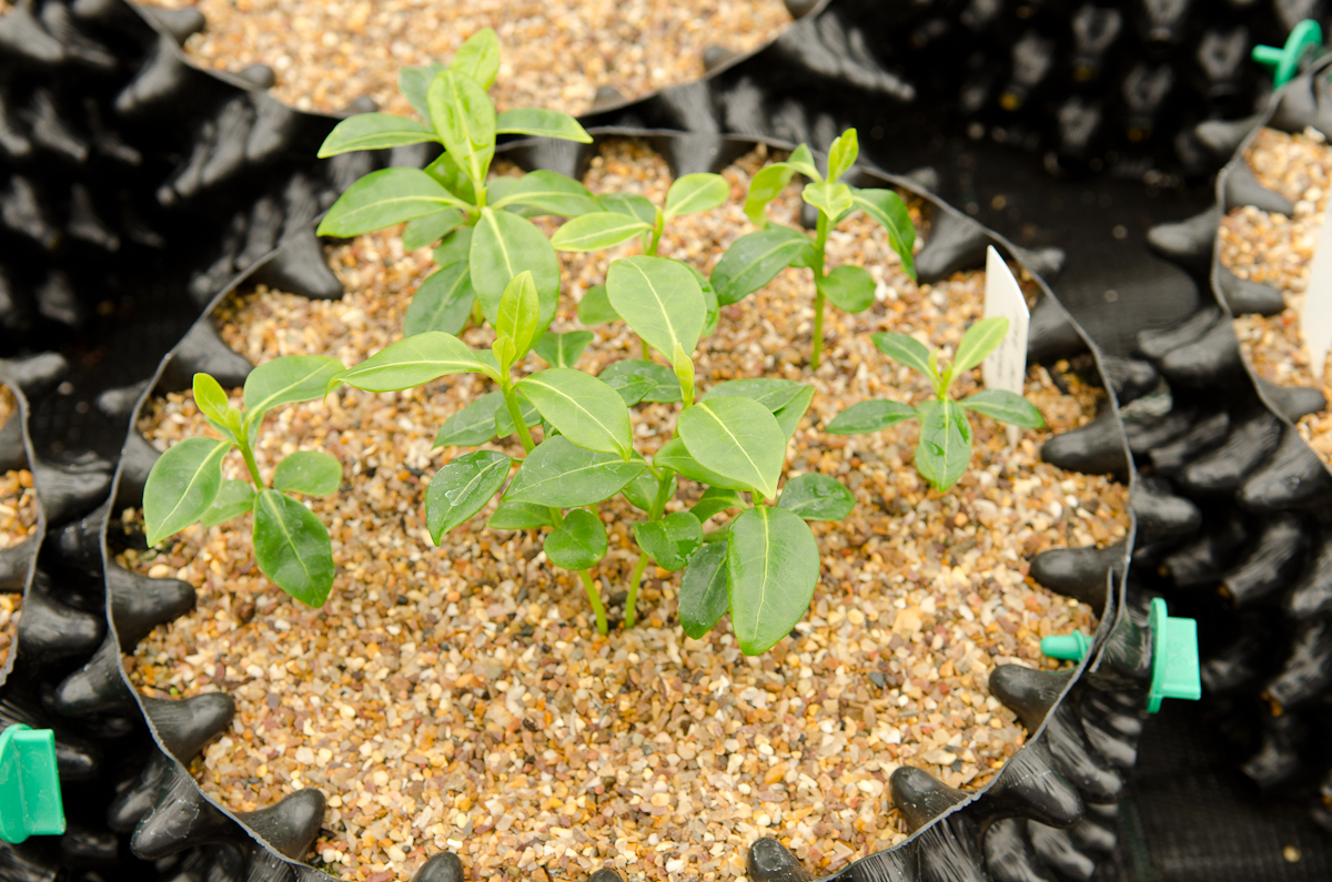 Air-Pot Small Seed Tray