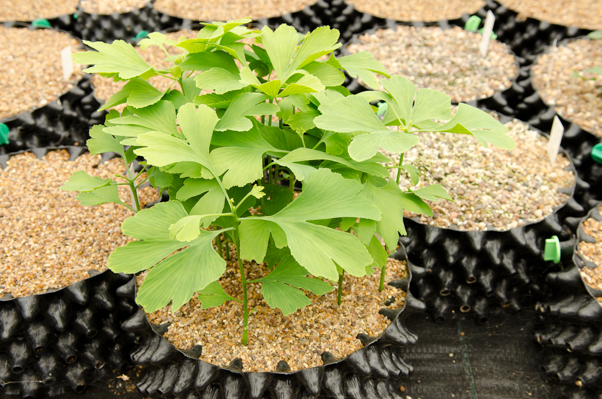 Air-Pot Small Seed Tray