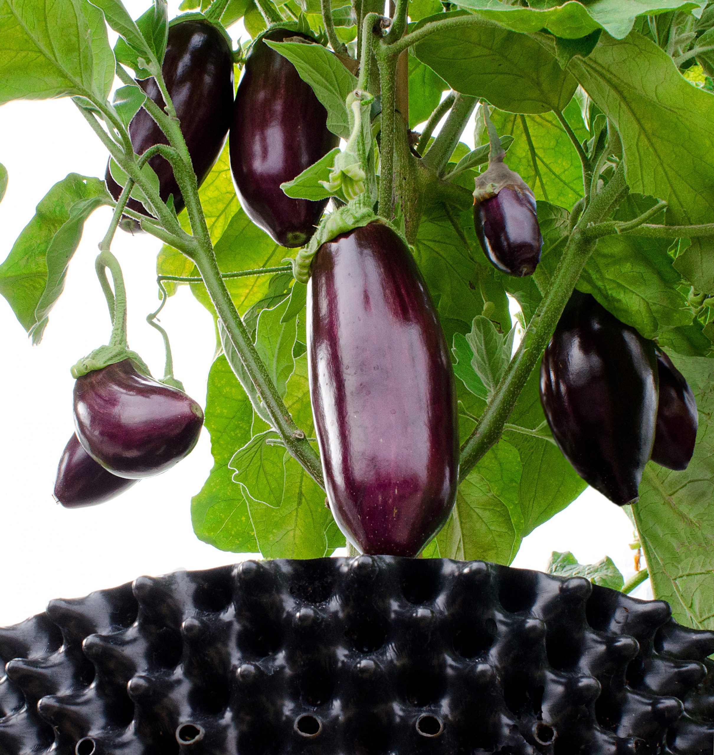 Air-Pot Garden - Large