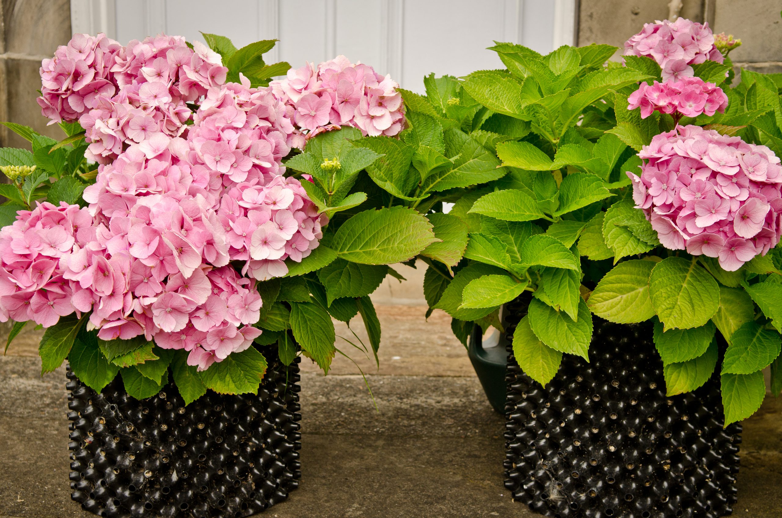 Air-Pot Garden - Large