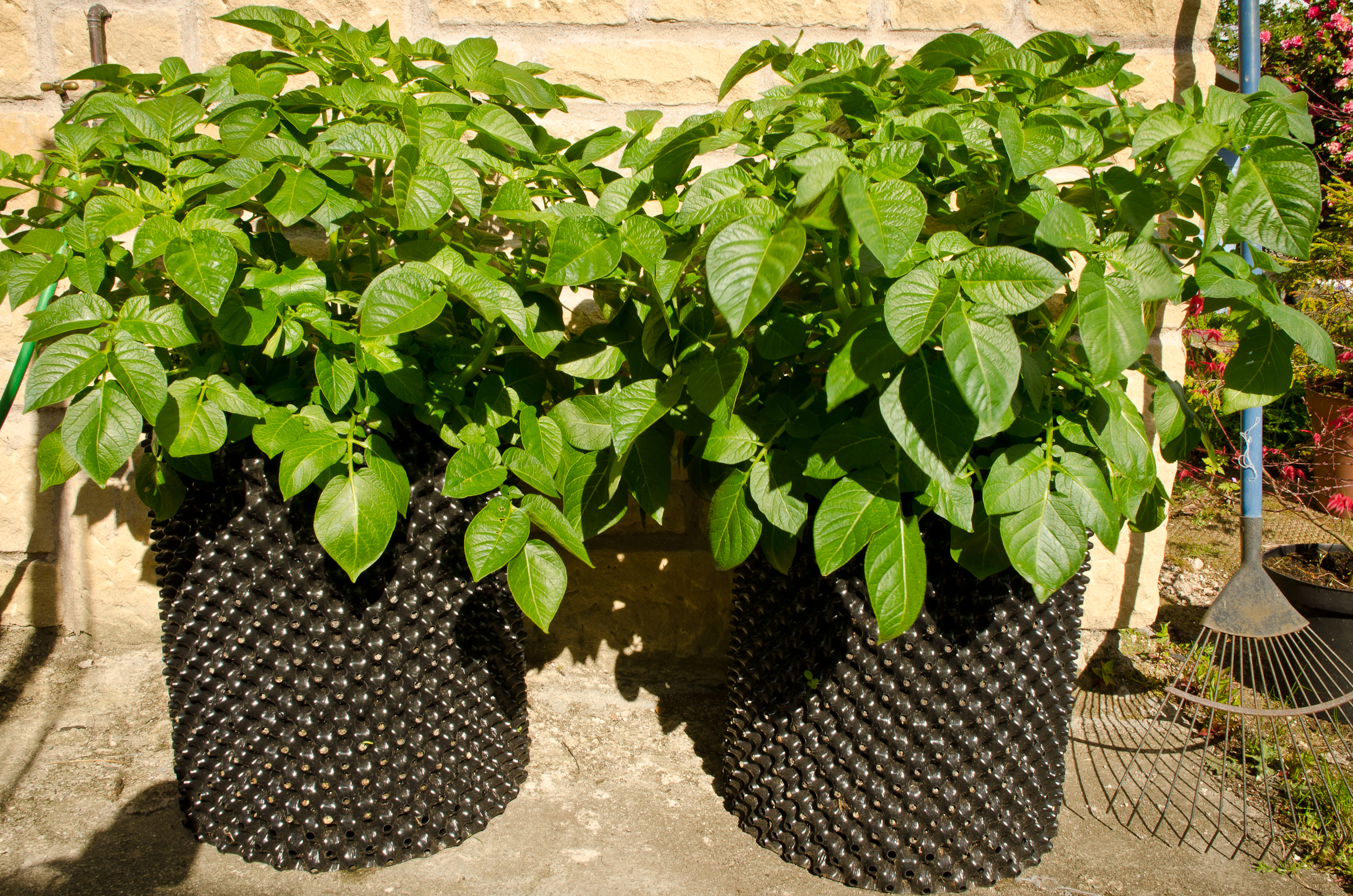 Air-Pot Potato Tower