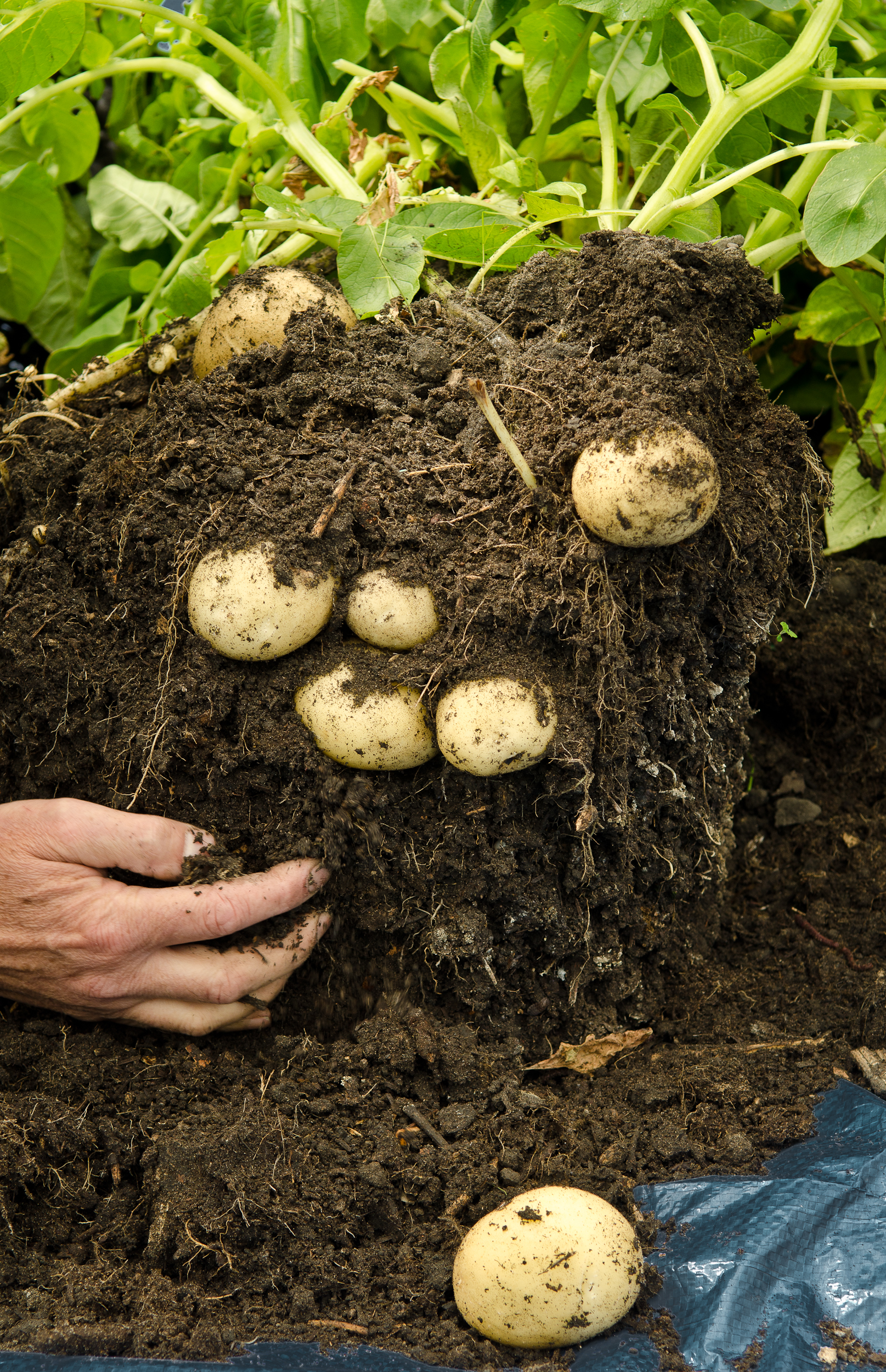 Air-Pot Potato Tower