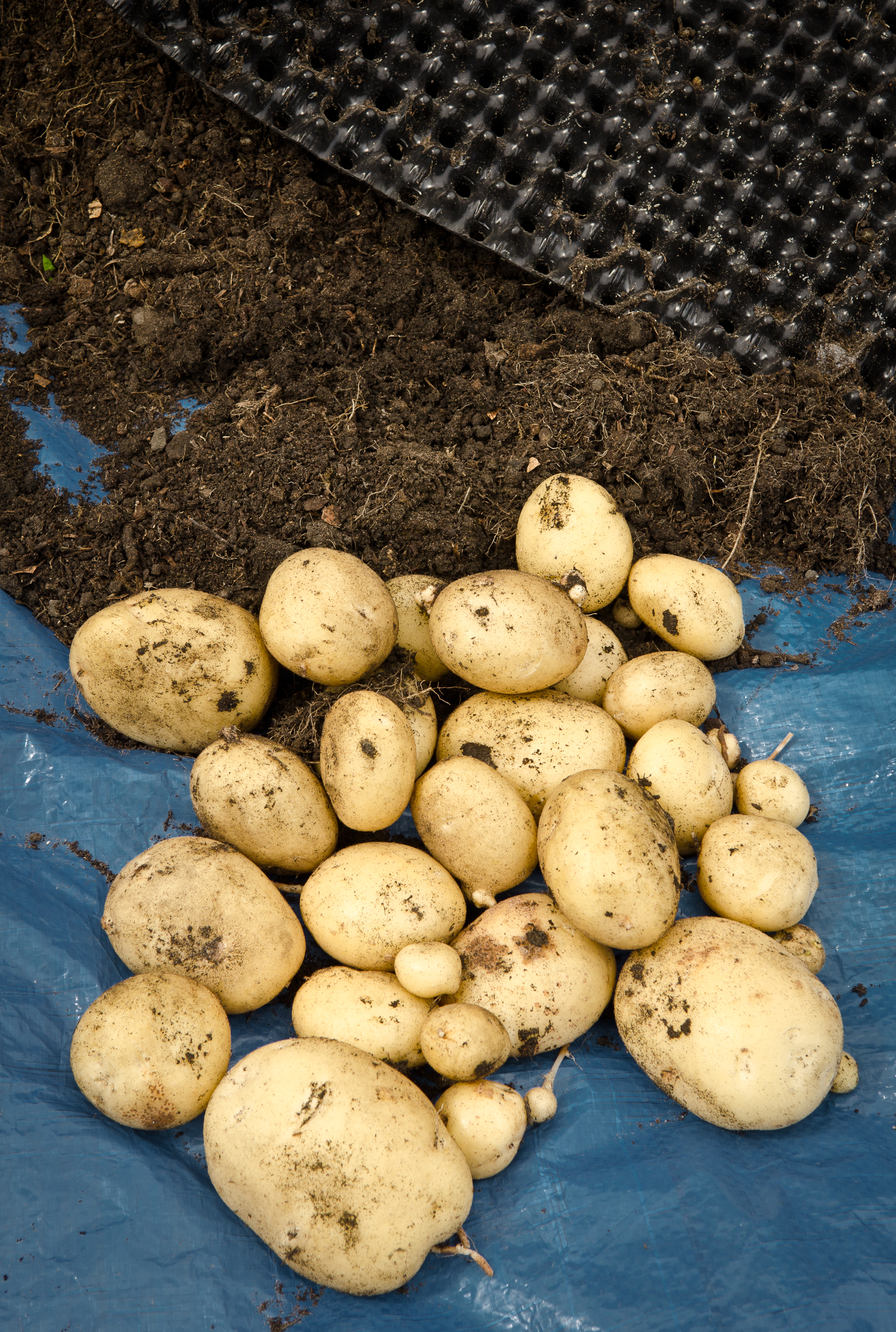 Air-Pot Potato Tower
