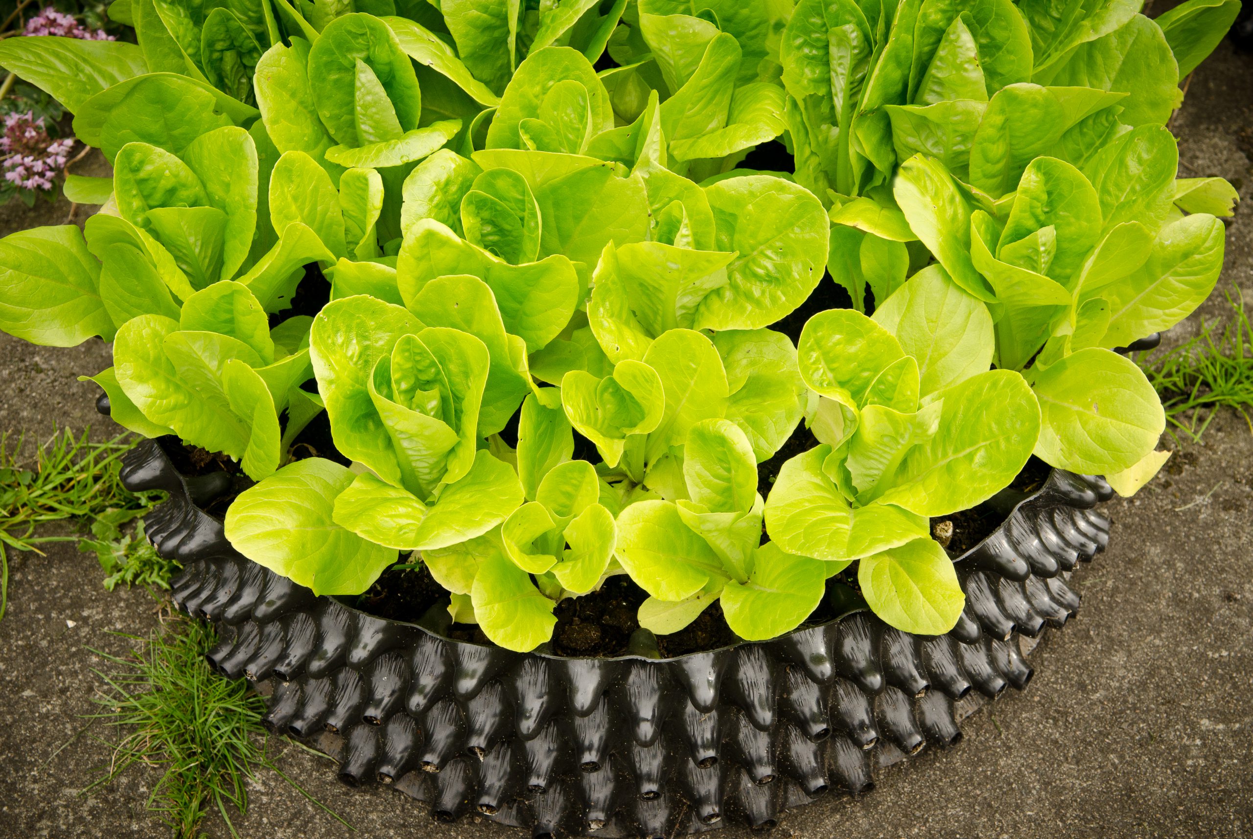 Air-Pot Large Seed Tray