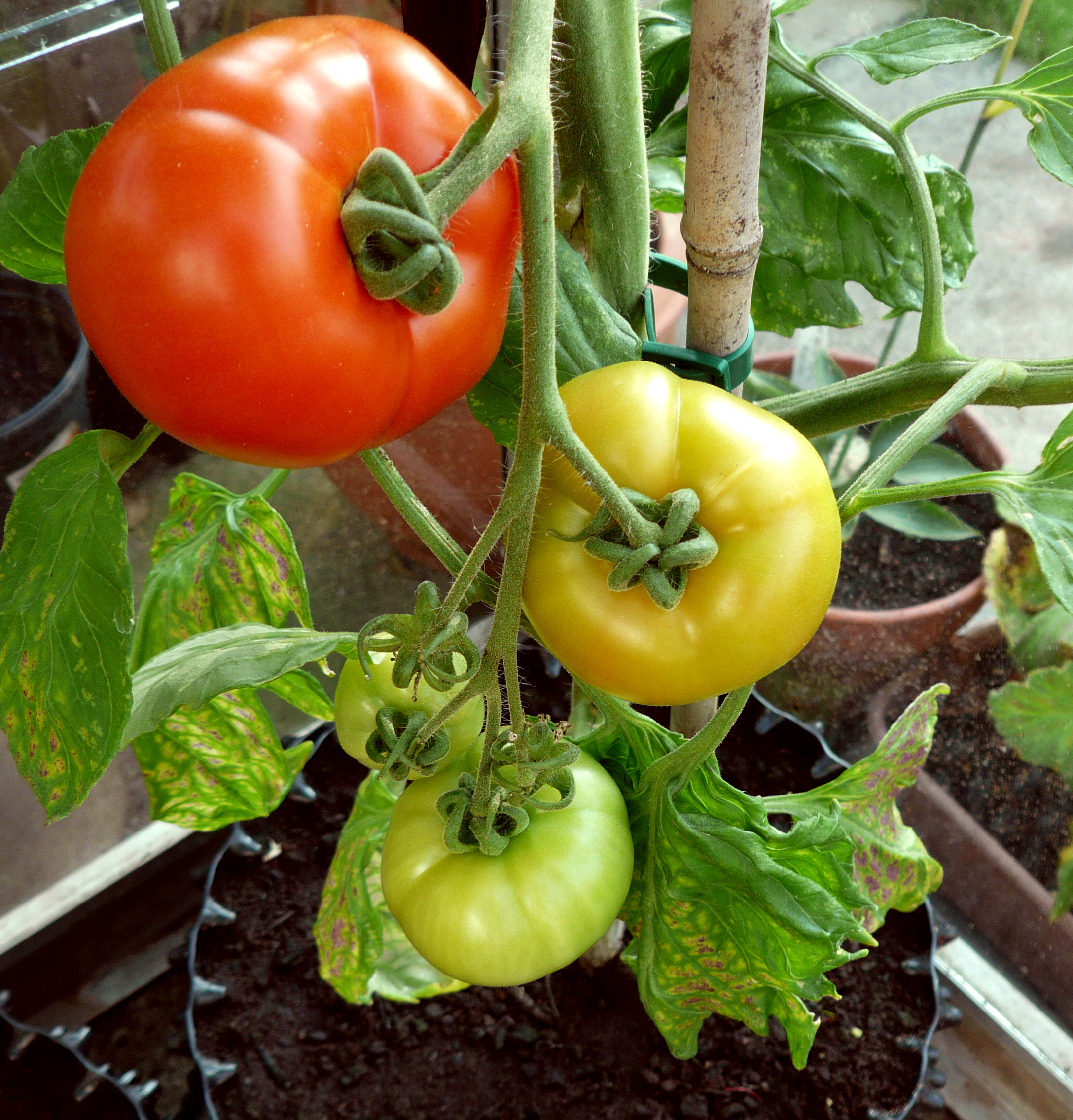 Air-Pot Garden - Large
