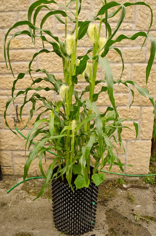 Air-Pot Potato Tower