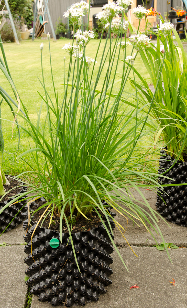 Air-Pot Garden - Medium