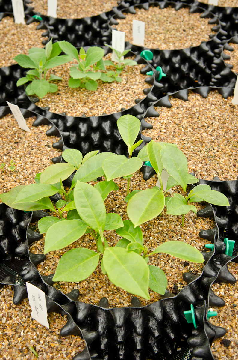 Air-Pot Small Seed Tray