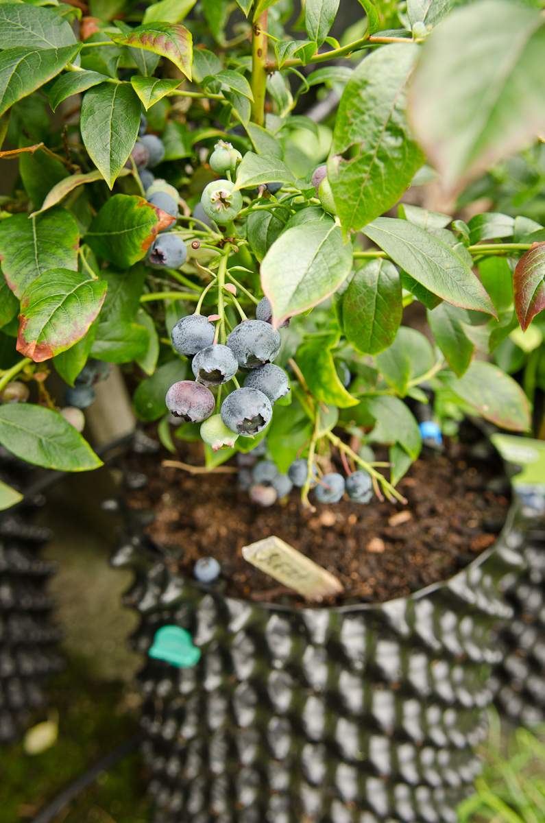 Air-Pot Garden - Small
