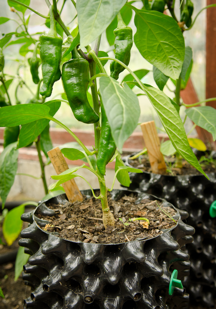 Air-Pot Garden - Small