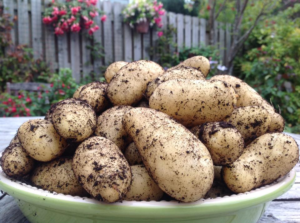 Air-Pot Potato Tower