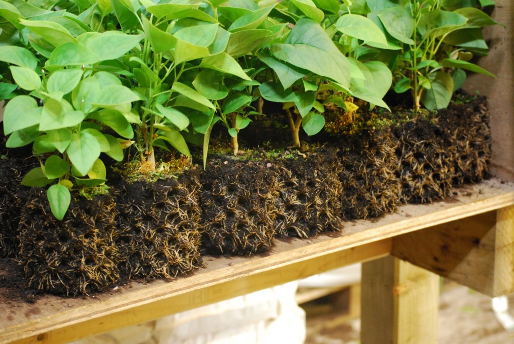 Air-Pot Garden - Small