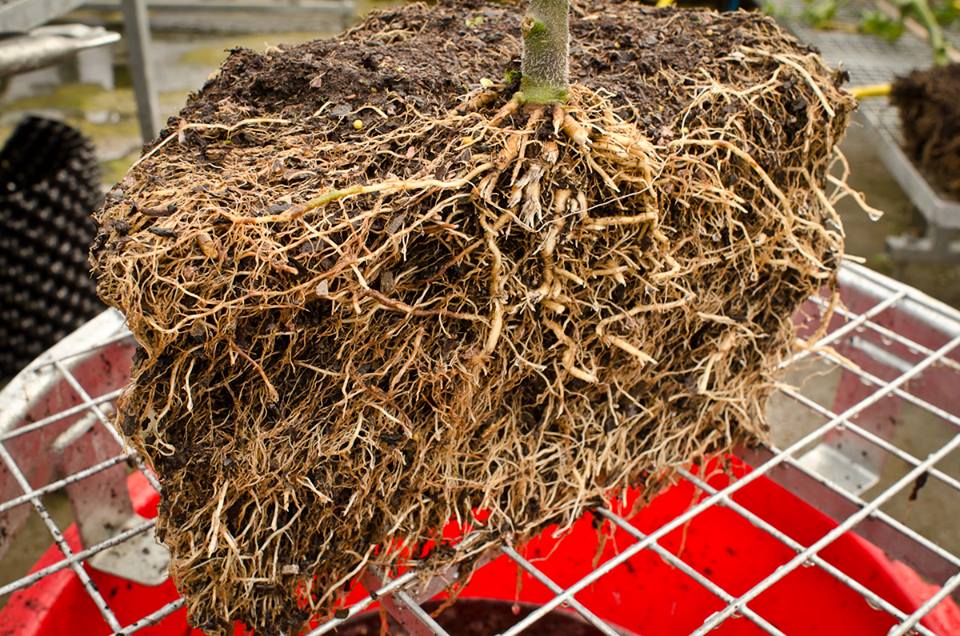 Air-Pot Garden - Large