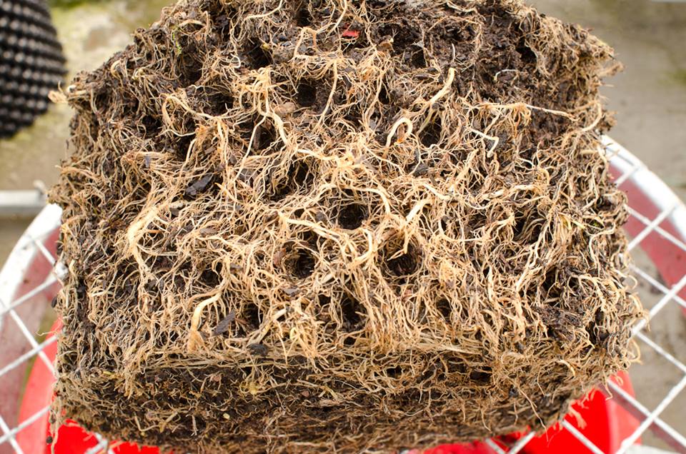Air-Pot Garden - Large