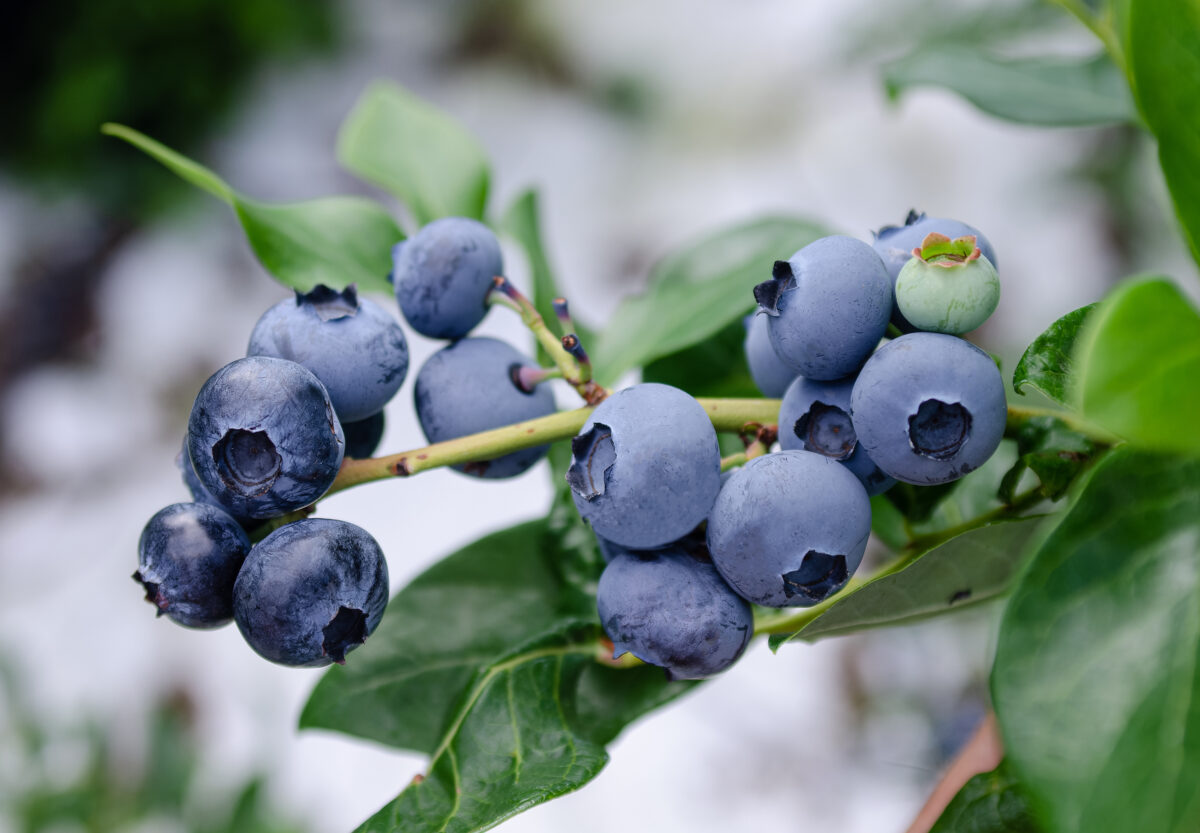 Blueberry Trial