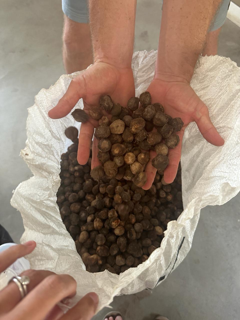 Marula Fruit