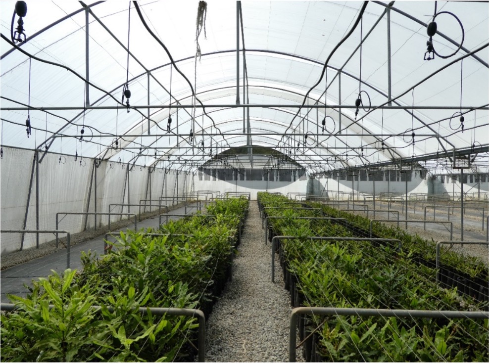 VosMac Macadamia trial