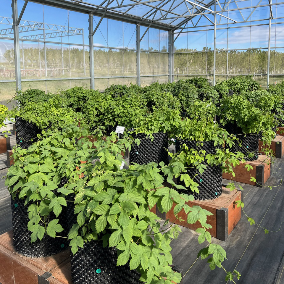 Healthy Hops – Better Beer