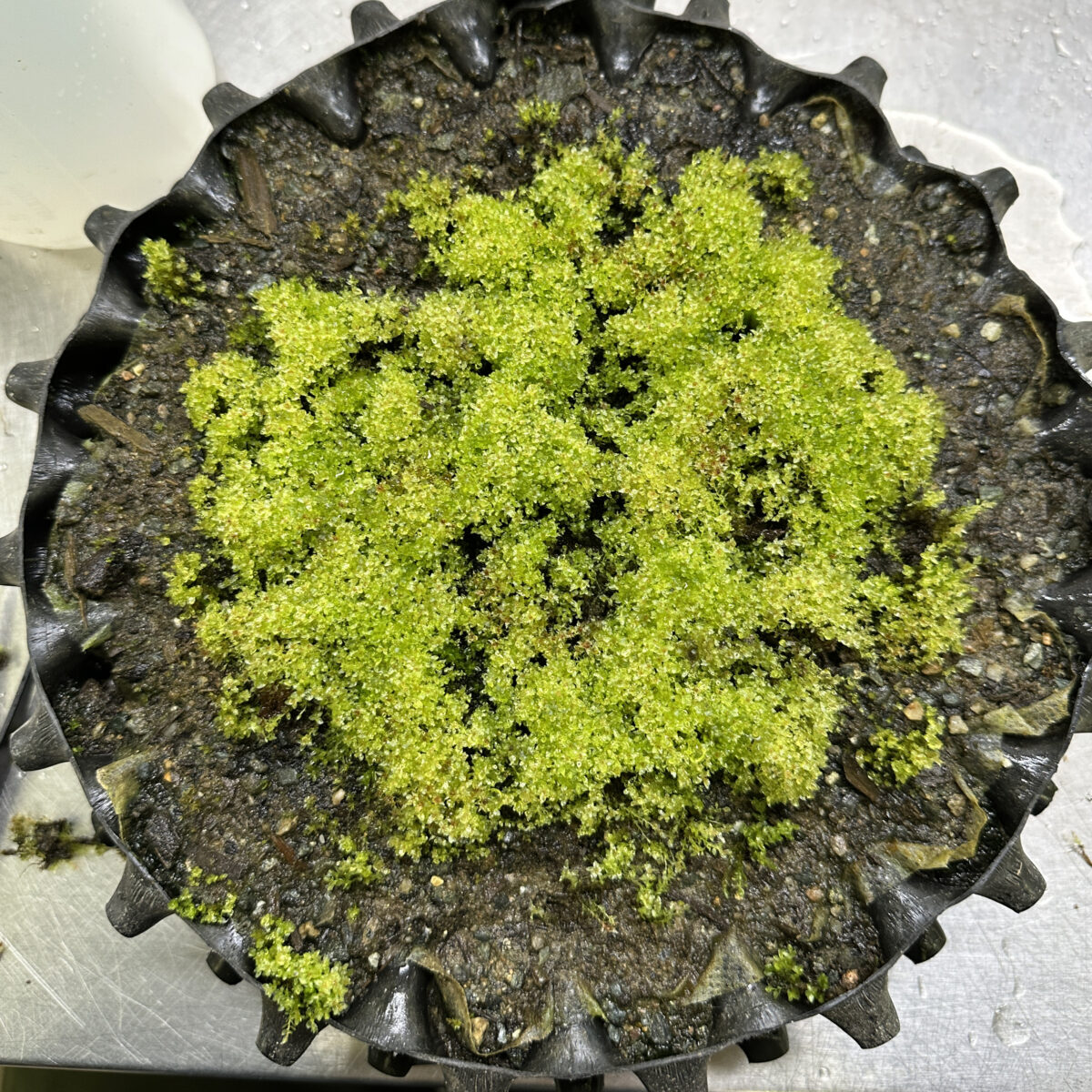 Air-Pot® saves endangered moss