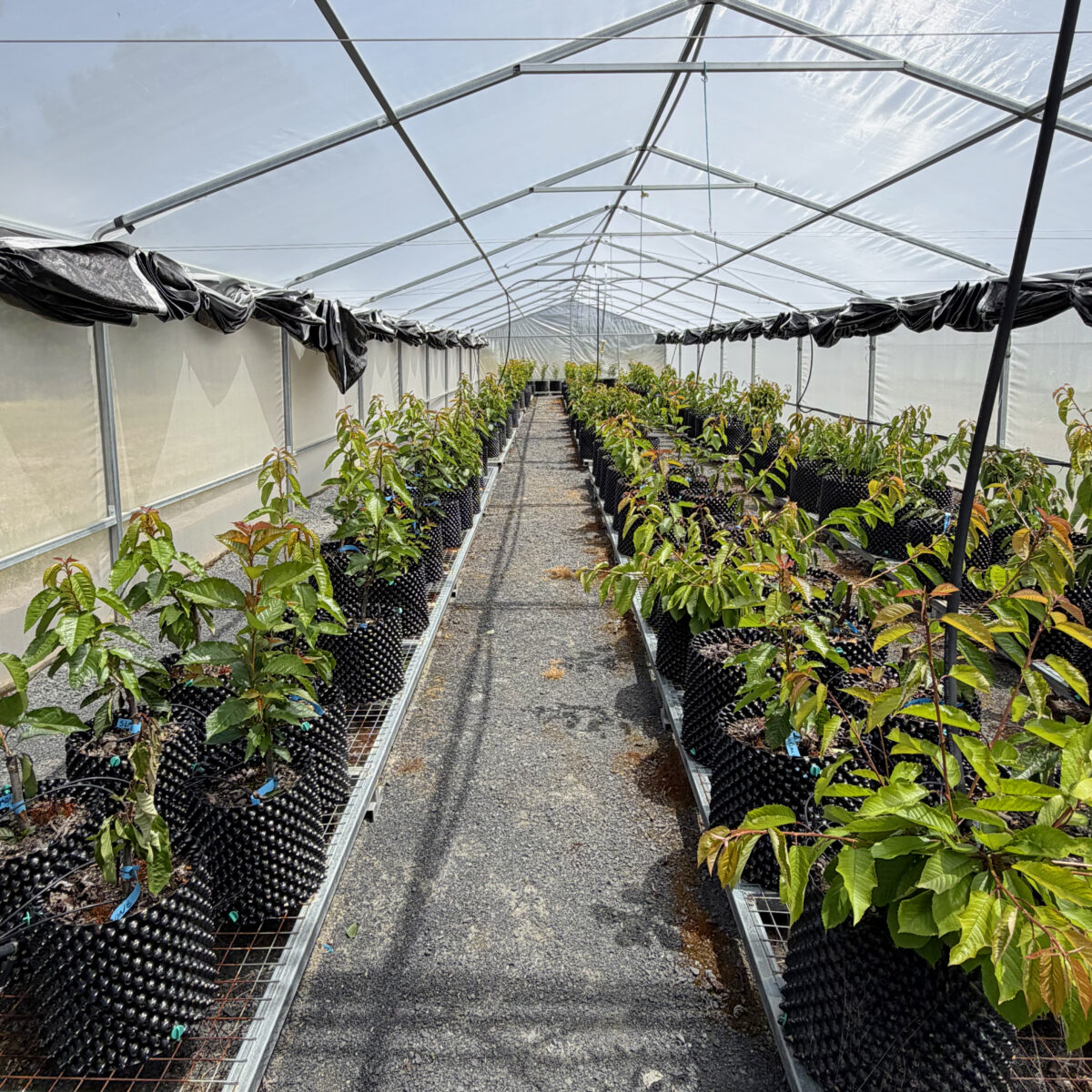 Reid Fruits Australia