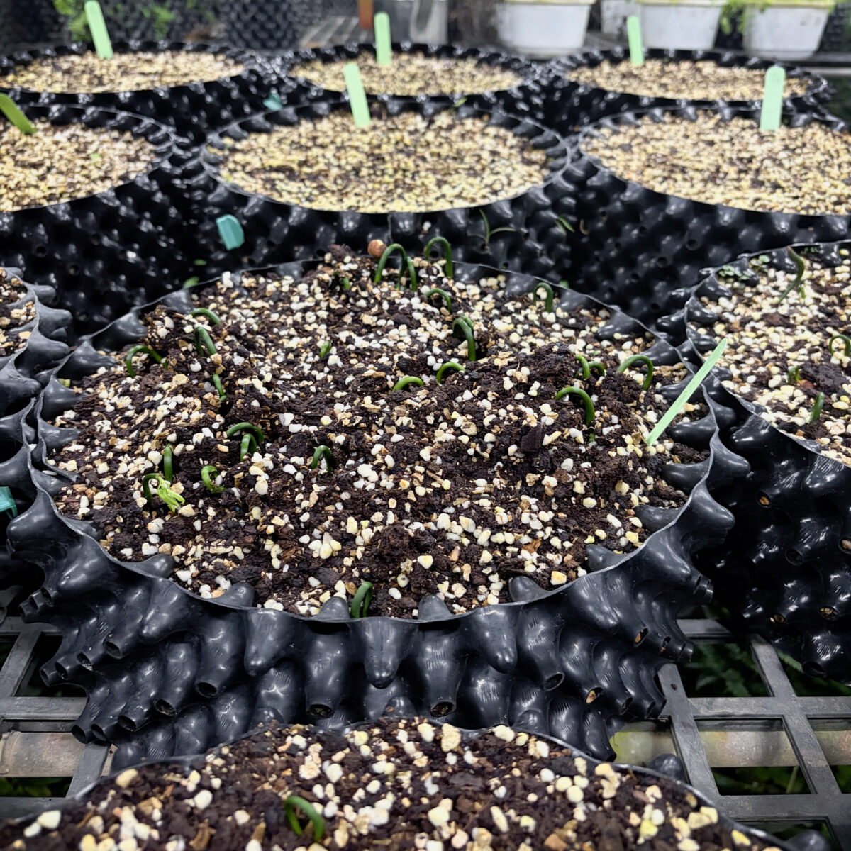 Taiwan nursery