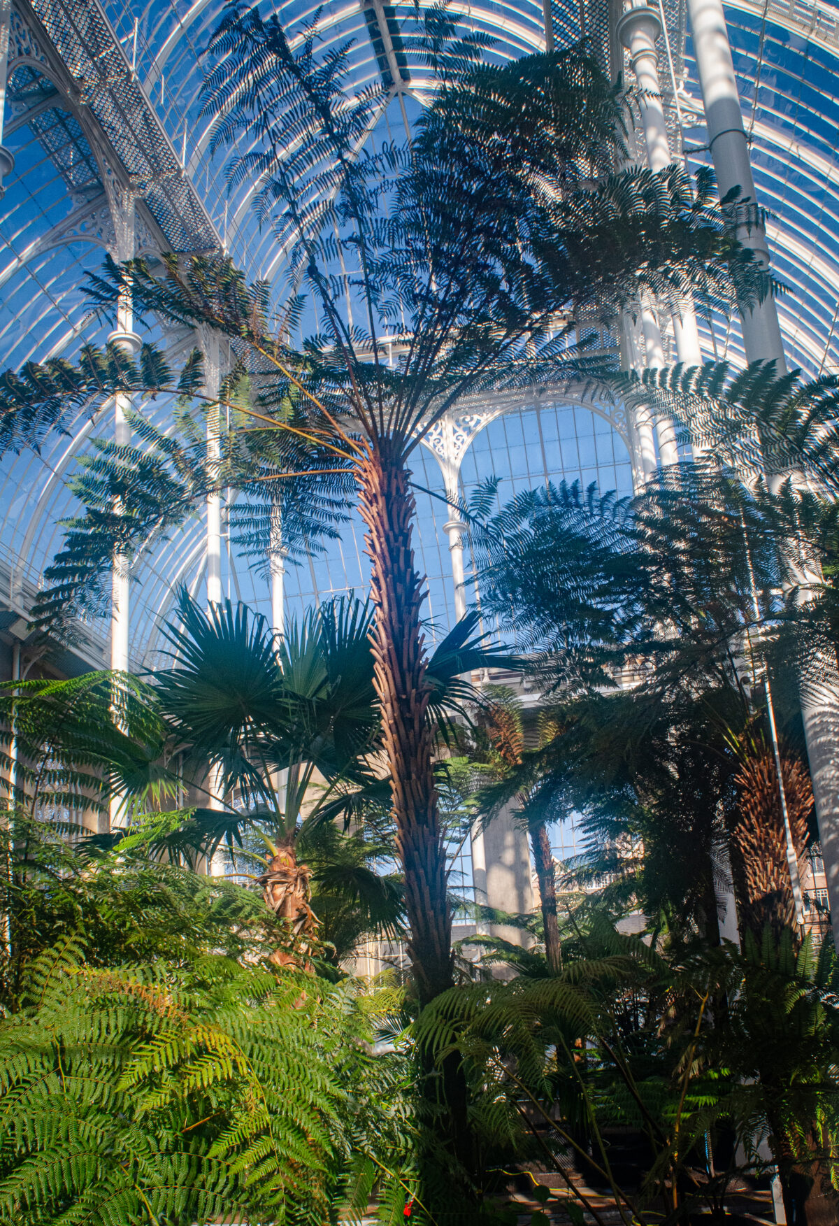 Edinburgh Palm house restoration