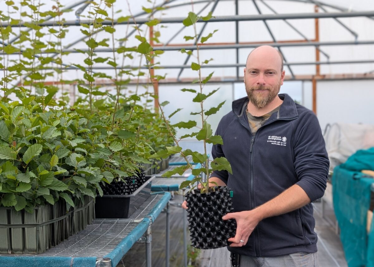 Aspens in Air-Pot®